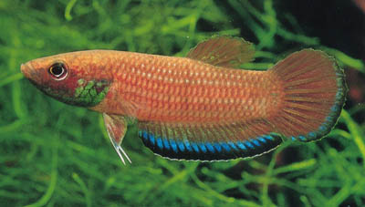 Betta simplex